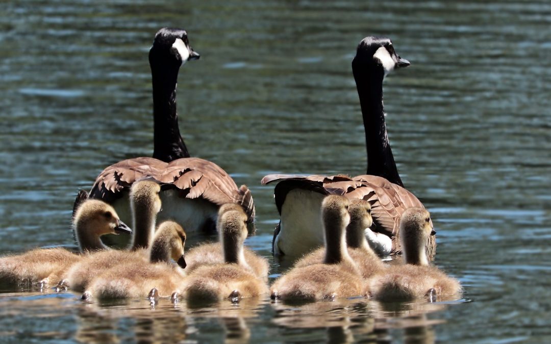 Hoe familieopstellingen werken