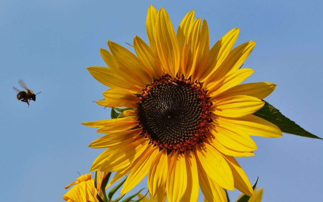 Doe mij het zelfvertrouwen van een hommel