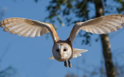 Hoe te leven? De uil weet het antwoord