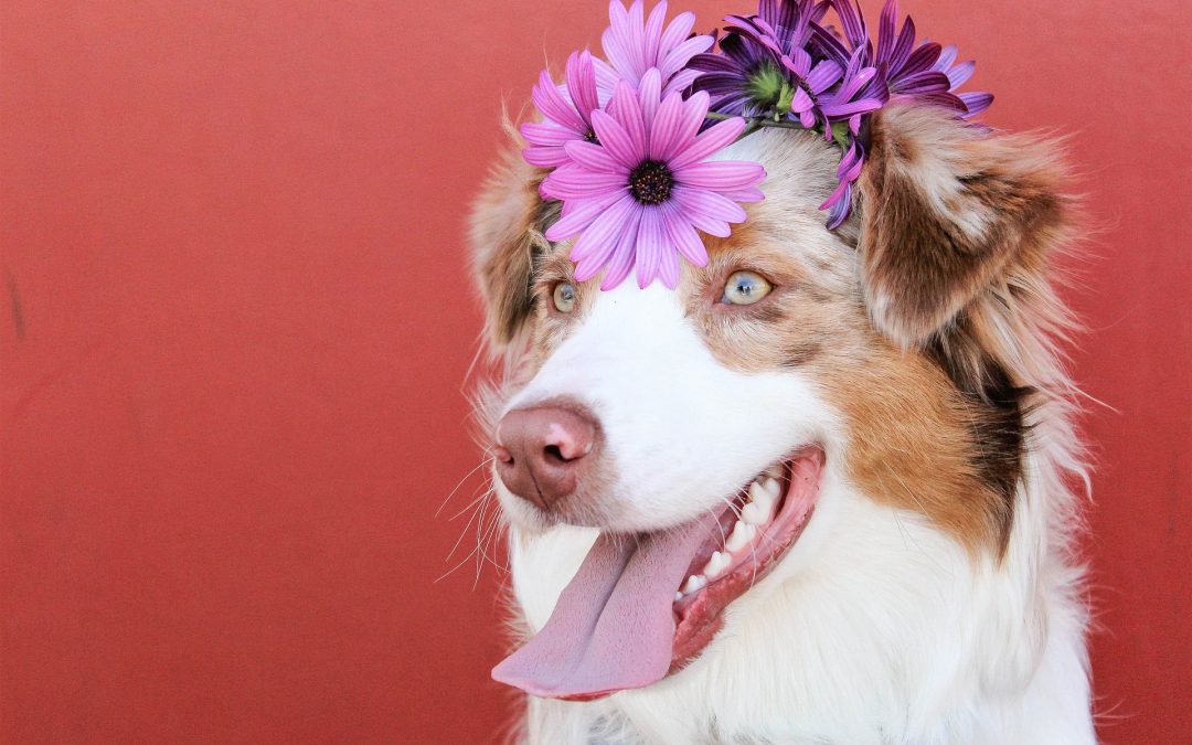 Hond met bloemen