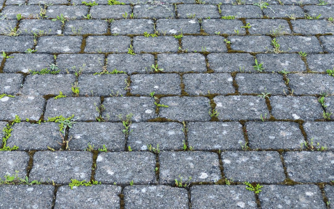 Grassprietje, over de kracht van de natuur