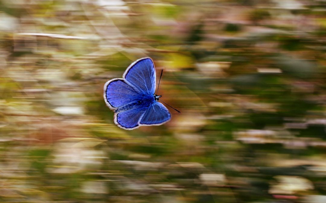 De mogelijkheid van een vlinder